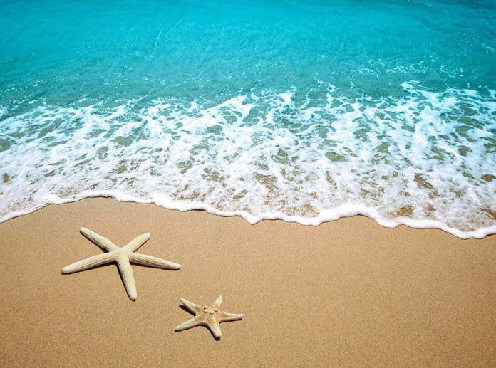Two starfish on a sandy beach with ocean waves in the background