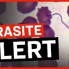300,000-Plus Americans Infected With This Dangerous Parasite