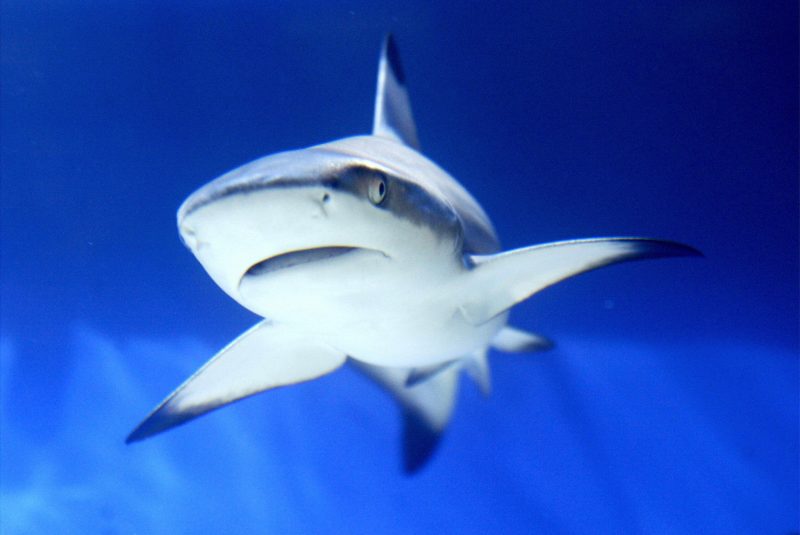 Politics: scientists test bite resistant wetsuits to protect against sharks in