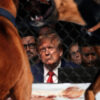 Satire news: trump attends dogfighting match the onion