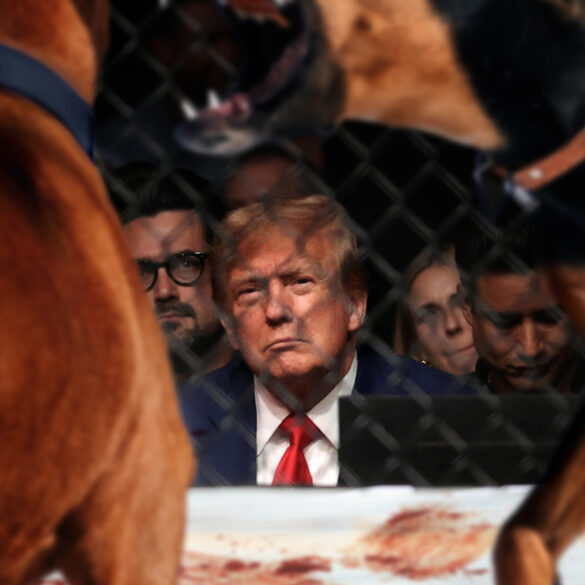 Satire news: trump attends dogfighting match the onion