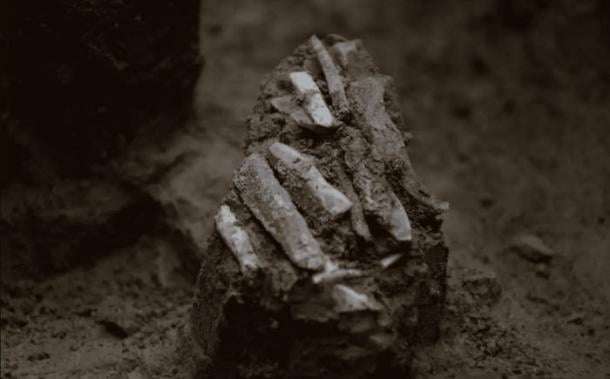 The 30,000-year-old stone tool bundle as discovered at Milovice IV archaeological site.