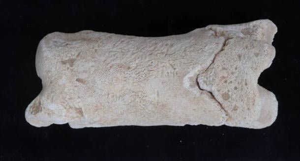 Ancient bone whistle found in Tell el-Amarna, Egypt.