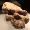 The original Yunxian Man cranium before reconstruction, showing distortion from geological pressure.