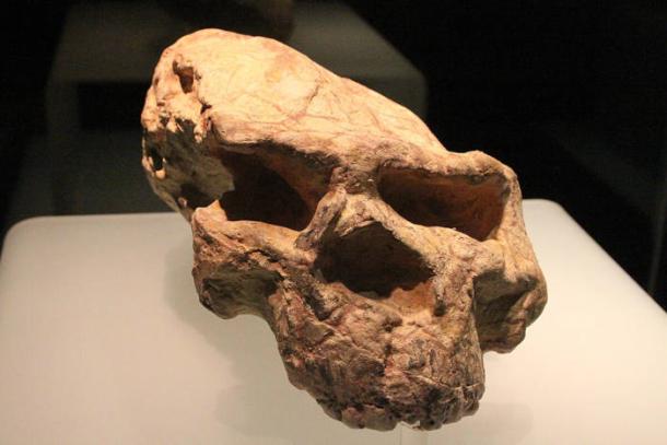 The original Yunxian Man cranium before reconstruction, showing distortion from geological pressure.