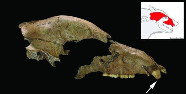 1700-year-old brown bear skull found at Viminacium, with fracture injury.