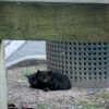 Two small black kittens next to a metal trash can, eyes wide open