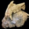 Early human fossil skull and leopard upper jaw, showing leopard bite marks embedded in bone.