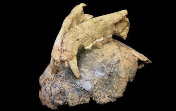 Early human fossil skull and leopard upper jaw, showing leopard bite marks embedded in bone.