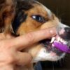 Travel & lifestyle: 9 dental care alternatives for pets who
