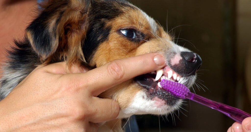 Travel & lifestyle: 9 dental care alternatives for pets who