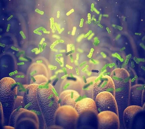 Green bacteria among intestine lining cells, microscopic view.