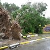 A man looks at a fallen tree in St. Catherine, Jamaica, shortly before Hurricane Melissa made landfall on October 28, 2025. Ferocious winds and torrential rain tore into Jamaica Tuesday as Hurricane Melissa made landfall, the worst storm ever to strike the island nation and one of the most powerful hurricanes on record. The extremely violent Category 5 system was still crawling across the Caribbean, promising catastrophic floods and life-threatening conditions as maximum sustained winds reached a staggering 185 miles per hour (295 kilometers per hour). (Photo by Ricardo Makyn / AFP) (Photo by RICARDO MAKYN/AFP via Getty Images)