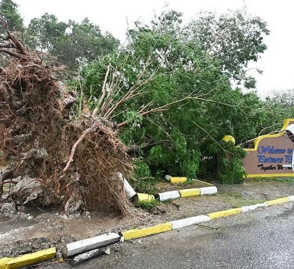 A man looks at a fallen tree in St. Catherine, Jamaica, shortly before Hurricane Melissa made landfall on October 28, 2025. Ferocious winds and torrential rain tore into Jamaica Tuesday as Hurricane Melissa made landfall, the worst storm ever to strike the island nation and one of the most powerful hurricanes on record. The extremely violent Category 5 system was still crawling across the Caribbean, promising catastrophic floods and life-threatening conditions as maximum sustained winds reached a staggering 185 miles per hour (295 kilometers per hour). (Photo by Ricardo Makyn / AFP) (Photo by RICARDO MAKYN/AFP via Getty Images)