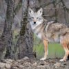 A coyote stands in the animal park of Sainte-Croix on November 22, 2018, in Rhodes, eastern France, as six specimen are recently welcomed for the first time. (Photo by JEAN-CHRISTOPHE VERHAEGEN / AFP) (Photo credit should read JEAN-CHRISTOPHE VERHAEGEN/AFP via Getty Images)