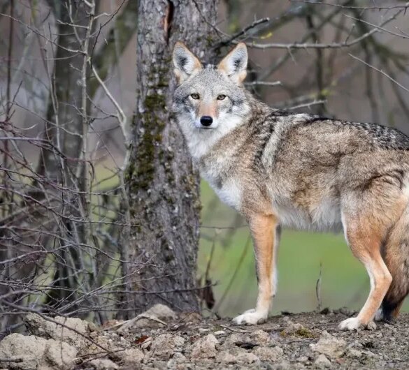 A coyote stands in the animal park of Sainte-Croix on November 22, 2018, in Rhodes, eastern France, as six specimen are recently welcomed for the first time. (Photo by JEAN-CHRISTOPHE VERHAEGEN / AFP) (Photo credit should read JEAN-CHRISTOPHE VERHAEGEN/AFP via Getty Images)
