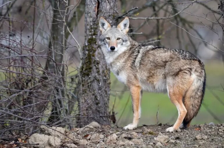 A coyote stands in the animal park of Sainte-Croix on November 22, 2018, in Rhodes, eastern France, as six specimen are recently welcomed for the first time. (Photo by JEAN-CHRISTOPHE VERHAEGEN / AFP) (Photo credit should read JEAN-CHRISTOPHE VERHAEGEN/AFP via Getty Images)