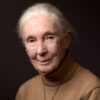Satire news: jane goodall, author of ‘15 amazing monkey facts