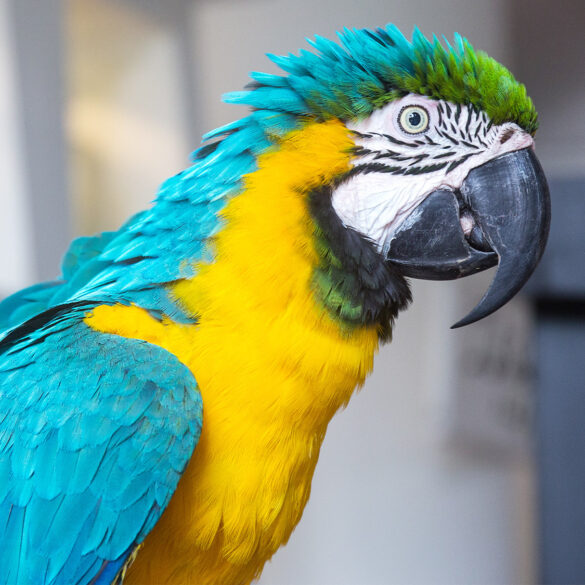 Satire news: parrot lying