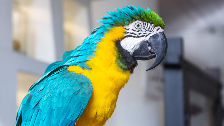 Satire news: parrot lying