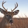 Satire news: sober october ends as deer realizes apple he