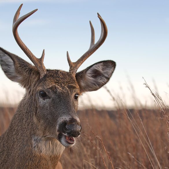 Satire news: sober october ends as deer realizes apple he