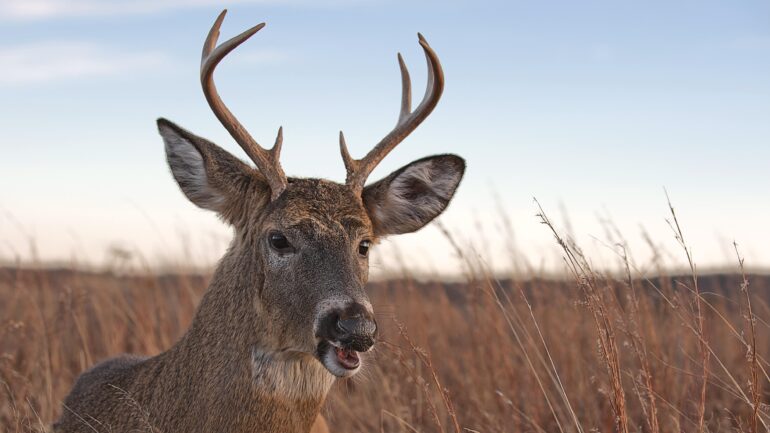 Satire news: sober october ends as deer realizes apple he