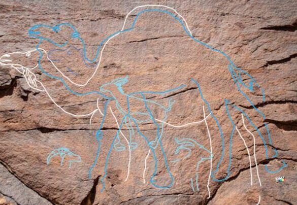 Images of camels highlighted on the rock art site found in Nefud Desert in Saudi Arabia.