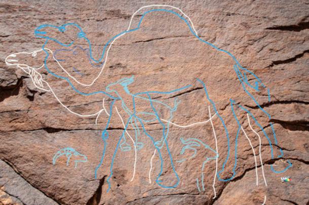 Images of camels highlighted on the rock art site found in Nefud Desert in Saudi Arabia.