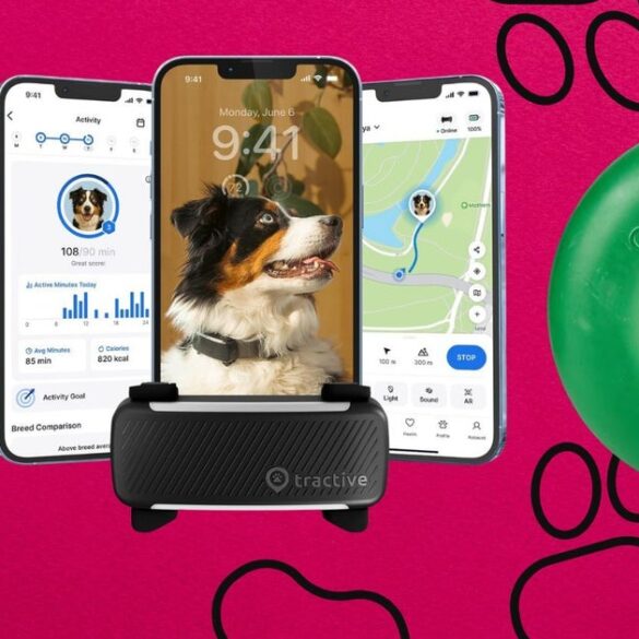 Travel & lifestyle: vets reveal their number one item for