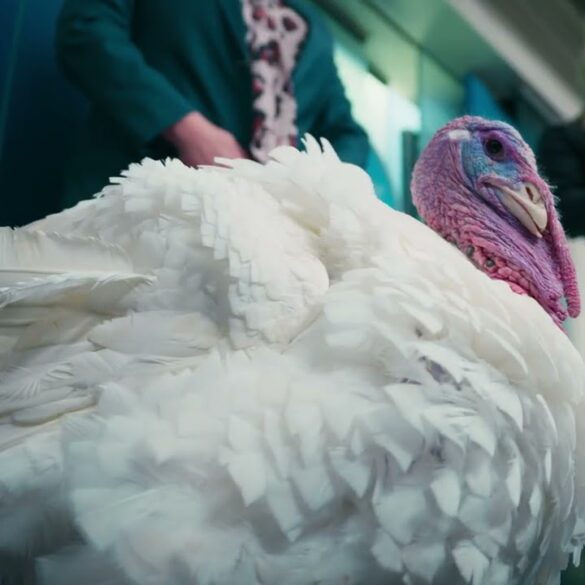 President Trump and First Lady Melania Trump Participate in the 2025 Turkey Pardoning
