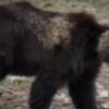 11 Injured In Brutal Grizzly Bear Attack * 100PercentFedUp.com * by Danielle