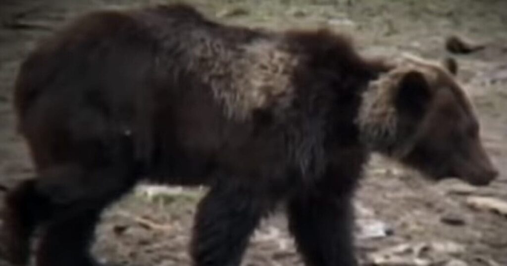 11 Injured In Brutal Grizzly Bear Attack * 100PercentFedUp.com * by Danielle