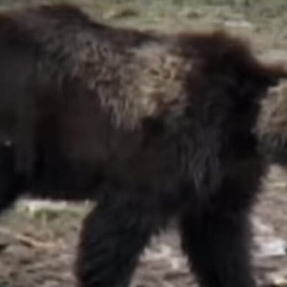 11 Injured In Brutal Grizzly Bear Attack * 100PercentFedUp.com * by Danielle