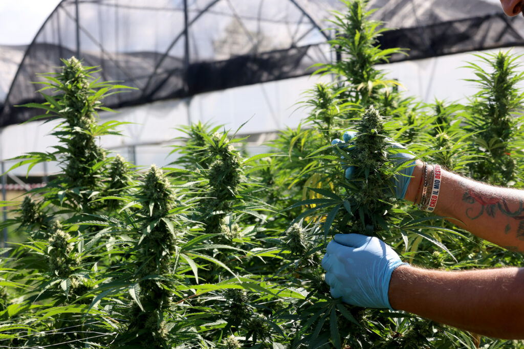 Politics: trump's 'hemp ban' ended backdoor legal weed — despite