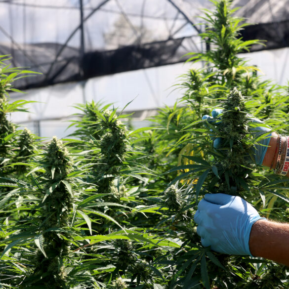 Politics: trump's 'hemp ban' ended backdoor legal weed — despite