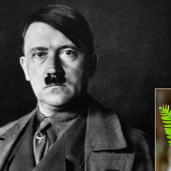 Satire news: dna sequencing reveals hitler was type of fern