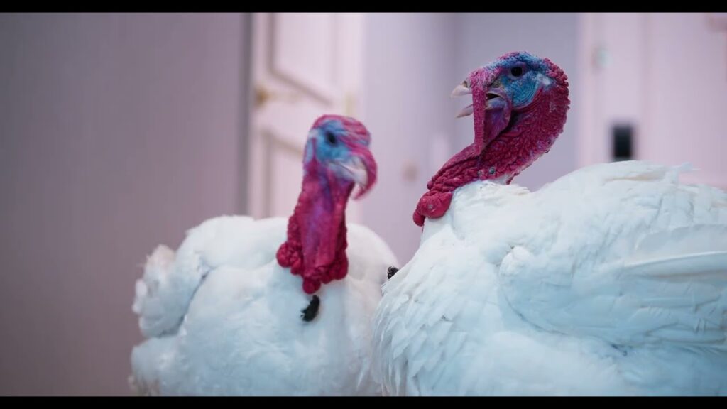 Presidential Turkey Pardon 2025 Stay