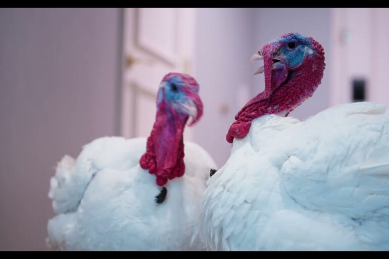 Presidential Turkey Pardon 2025 Stay