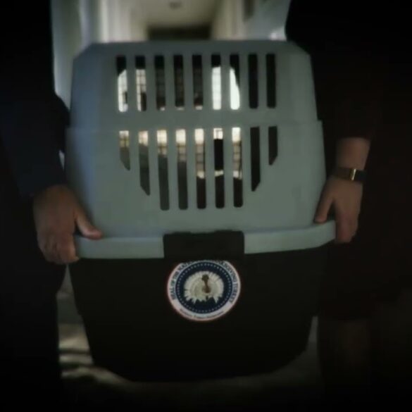 Thanksgiving Turkey Pardon