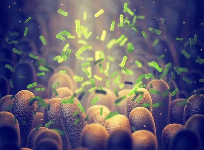Green bacteria among intestine lining cells, microscopic view.