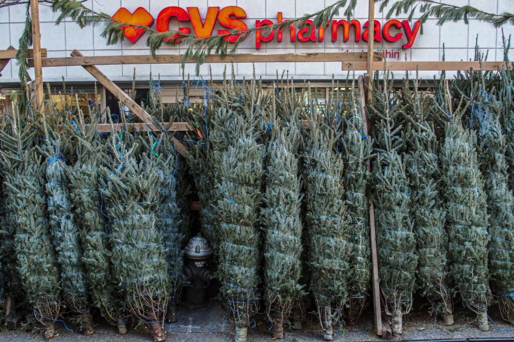 Politics: christmas tree seller explains why it's such a cutthroat business