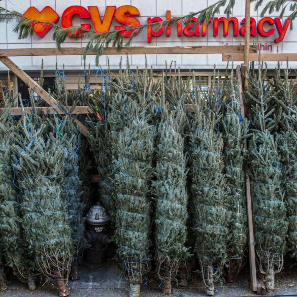 Politics: christmas tree seller explains why it's such a cutthroat business