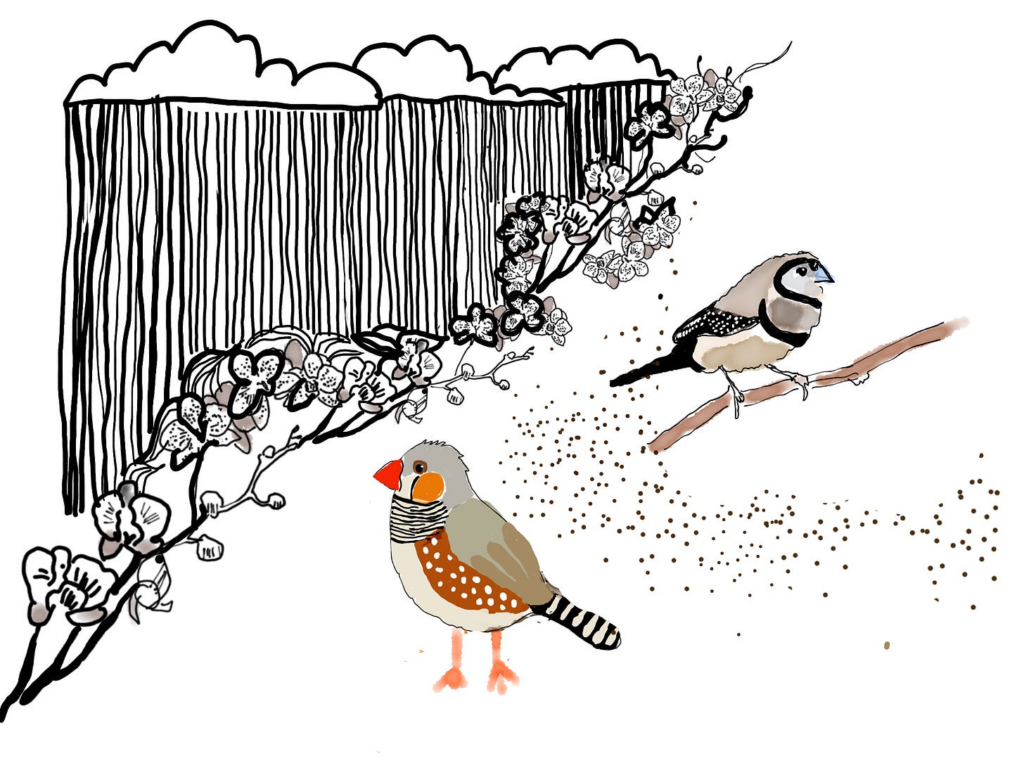 Politics: lost birds: why the outliers are the story –