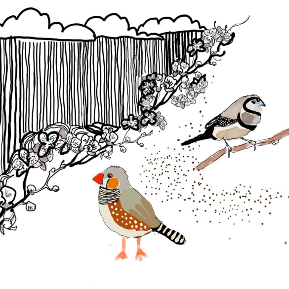 Politics: lost birds: why the outliers are the story –