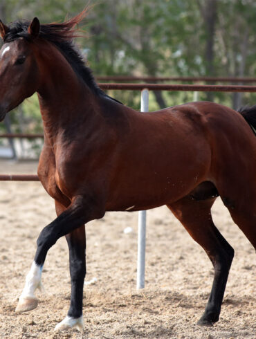 Satire news: clinic closures force more rural americans to rely