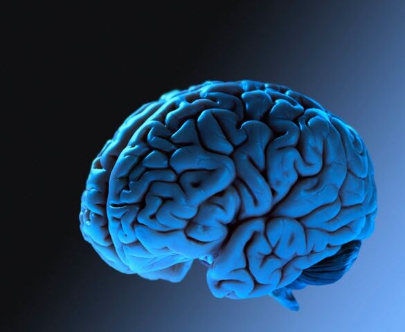 The brain does not reach adulthood until about age 32, according to a new study.