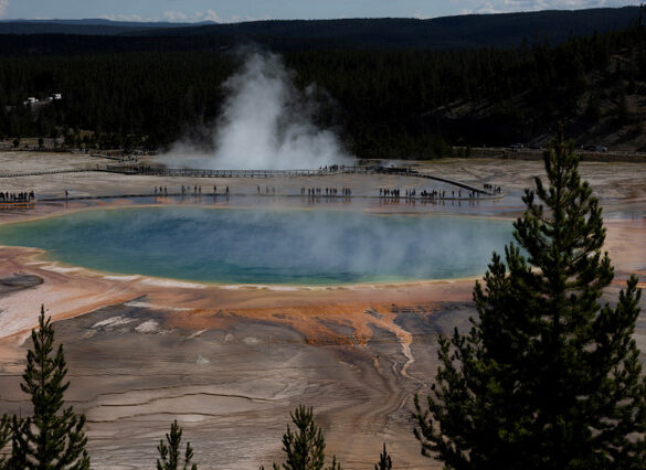 POLITICS: Prominent Yellowstone wolf killed illegally by poacher – USSA