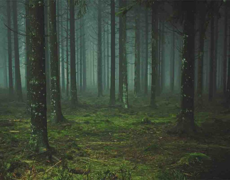 POLITICS: Total Remigration Now – USSA News