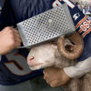 Satire news: drunk bears fan grating ram